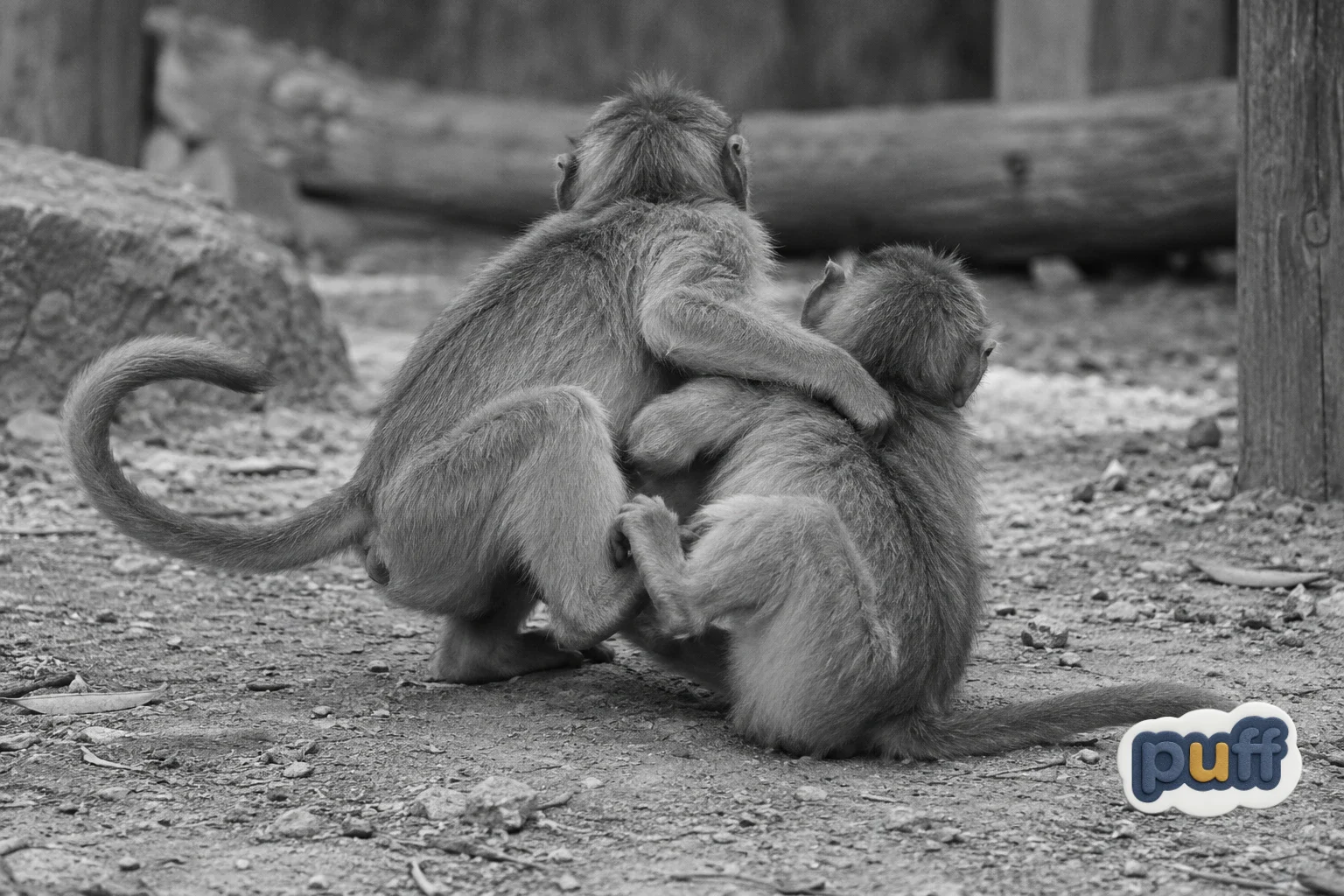 Two young monkeys sit close together, one with an arm around the other