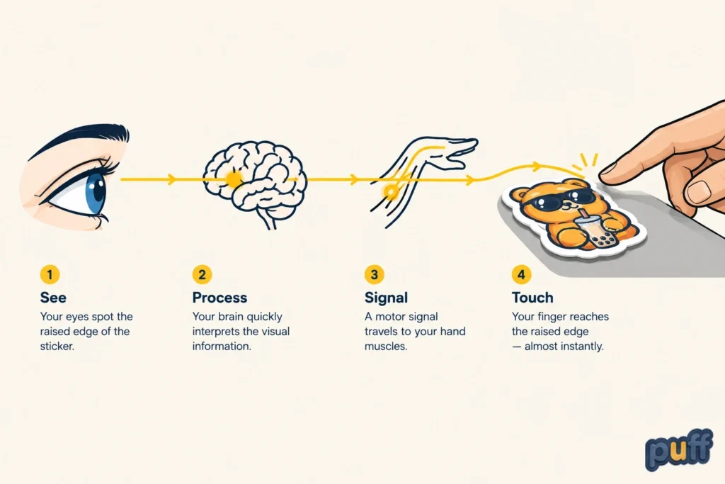 The Reflex to Touch a Raised Surface 1 Infographic showing visual recognition, brain processing, motor signaling, and touch interaction with a raised puffy sticker, demonstrating how dimensional stickers improve discoverability and tactile engagement.